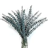 24 Stück Eukalyptus Getrocknete 45CM Natürliche Trockenblumen Eukalyptus Blätter Echte Eukalyptus Stämme Eukalyptus Zweige Eukalyptus für Dusche Pampas Blumenarrangement Hochzeit Kranz Home Decor