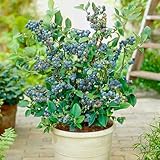 Topf-Heidelbeere Blaubeeren Pflanze 'Eliot' 1 Pflanze, Vaccinium corymbosum reichtragend Heidelbeere für Töpfe & Kübel | Heidelbeere für Balkon, Terrasse oder Garten, Winterhart