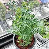 weinrautesamen - garten indoor mehrjährig winterharte alte sorten bodendecker 100pcs