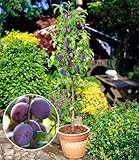 BALDUR Garten Säulen-Pflaumen 'Black Amber', 1 Pflanze, Prunus domestica Säulenobst winterhart Zwergobstbaum, platzsparende Säule für kleine Gärten, Balkone & Terrassen