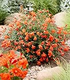 BALDUR Garten Punica 'Uniqa®',1 Pflanze, ein Juwel für jeden Garten, üppige Blüte den ganzen Sommer über, dekorative Mini-Zierfrüchte, pflegeleicht, mehrjährig, winterhart