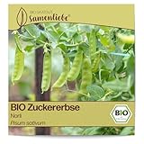 Samenliebe BIO Zuckererbsen Samen alte Sorte Norli sehr süße Topf-Zuckerschote frühe Erbse grün 20 Samen samenfestes Gemüse Saatgut für Gewächshaus Freiland und Balkon BIO Gemüsesamen