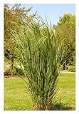 3 x Panicum virgatum 'Northwind'...