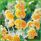 Schmetterlingsflieder Sungold - Sommerflieder (Buddleja) Pflanze in strahlendem Gelb, halbschattig und winterhart - Flieder-Strauch von Garten Schlüter
