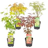 Bloomique - Acer mix - 4 Stücke - Winterharte Pflanzen - Japanischer Ahorn - Baum - Gartenpflanzen Winterhart - ⌀ 10,5 cm - 30 cm