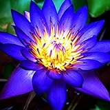 Lotus, RaritäT Mehrfarbige, SeerosenRhizome, Dauerblüher, Mehrfarbig Ertragreicherg. Sehr Exklusiv, Magic of Nature, Winterhart Rhizome, 60pcs-h