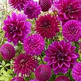 Dahlien Knollen Lila Mix Kollektion - 5 Dahlienknollen sorten Mix aus Holland - echte große Blumenzwiebeln für Garten und Töpfe (keine Samen, nicht künstlich)
