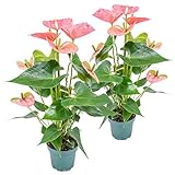 Flamingoblumen Anthurium | Flamingoblume Rosa im 2er Set - Zimmerpflanze im Plastiktopf ⌀12 cm | 50 cm²