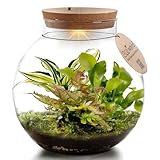 vdvelde.com - Ecoworld Jungle Biodome - Biotop im Glas - Ökosystem mit Licht Flaschengarten - 3 Farn Pflanze im Glas - Pflanzenterrarium Glas - Ø 25 cm, Höhe 25 cm - Grünpflanzen aus eigener Gärtnerei