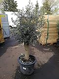 XXL Olivenbaum 25-30 Jahre alt - Olea Europea Hochstamm 160 cm Stammumfang 20 cm Formgehölz
