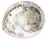 NaDeco Haliotis midae, XXL, Größe ab 16-20cm | Abalone-Schnecke | Deko-Schnecke | Kleines Seeohr | Seeopal | Meerohr | Räucherschale | Seifenschale | Maritime Dekoration | Muscheln und Schnecken