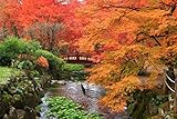 25 Samen Fächer Ahorn Acer palmatum