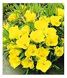 BALDUR Garten Nachtkerze, 3 Pflanzen Oenothera macrocarpa...