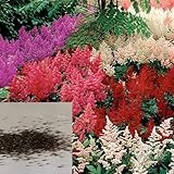 kiskick 50 Stück/Beutel Astilbe-Samen, gemischte Farben, voller Vitalität, helle natürliche Garten-Astilbe-Sämlinge für Bonsai-Samen zum Pflanzen von Hydrokulturen im Innenbereich oder im Kräut