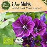 Little Plants BIO Malve Samen 100 Malvesamen Violett Blumensamen für Blumenkübel Samenfest Blumen Samen für Balkon und Garten