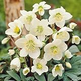 Weiße Christrose - Helleborus Niger - Die echte Schnee-Christrose als Winterblüher für den Garten - Weihnachtsrose von Garten Schlüter - Pflanzen in Top Qualität