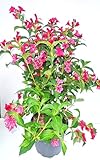 Weigelie Weigela Bristol Ruby 60-100 cm hoch im 5 Liter Pflanzcontainer