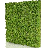 naturewalls Moospaneel - Mooswand DIY - Moosplatte aus echtem Islandmoos Pflanzenbild Basic 50x50cm