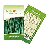 Schnittlauch Polyvert Samen - Allium schoenoprasum -...