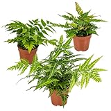 Bloomique - 3er Set - Farne Winterhart für Garten - Gartenpflanze - Immergrün - Stauden - Höhe 20-30 cm - Topf 12 cm