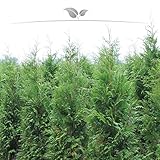 Lebensbaum Thuja plicata Atrovirens 140-160 cm. Angebot: 10-150 Heckenpflanzen. Vergleichbar mit dem Thuja Brabant; winterharte & immergrüne Konifere. Thuja Hecke als Sichtschutz | Inkl. Versand
