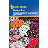 Kiepenkerl 913 Bartnelke Einfachblühende Mischung (Bartnelkensamen)