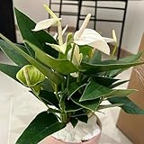 20 pcs einblatt zimmerpflanze samen, blumen für balkon, bio saatgut einblatt spathiphyllum gartenpflanzen, stauden winterhart winterharte blumen, garden blumen pflanzen, ostergeschenke