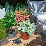 urbanjngl.com - Coffea Arabica - DIY Flaschengarten Starter- & Nachfüllset mit 3 Terrarienpflanzen - Pflanzen-Terrarium-Paket - Pflanzenterrarium