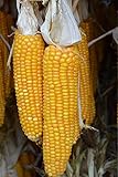 Futtermais Maiskolben Nagerfutter (10 Stück)
