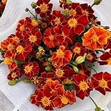 ringelblumensamen, Tagetes erecta, bodendecker pflanzen für draußen winterhart wiesenblumen samen steingartenpflanzen winterhart geschenke für gartenliebhaber wildblumen samen 100pcs