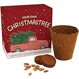 Weihnachtsbaum Anzuchtset als Adventskalender Füllung - Mini Geschenk als Idee für den Adventskalender für Frauen und Männer - Nordmann-Tanne zum selber Pflanzen