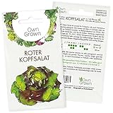 Roter Kopfsalat Samen: Kopfsalat Saatgut zum Anbau von 150 Salat Pflanzen – Salat Samen – Salat Saatgut – Gemüse Samen, Gemüsesamen – OwnGrown Samen