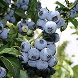 Riesen Heidelbeere – 30-50 cm | Reichtragende Blaubeere Vaccinium corymbosum | Große, Dunkelblaue Früchte