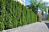 10st. Thuja Smaragd 70-100cm ohne Topf gemessen Heckenpflanzen Lebensbaum Immergrüne Heckenpflanze