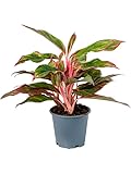 Grünpflanze - Kolbenfaden (Aglaonema Crete) - Höhe: 25 cm - von Botanicly