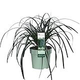 Hello Plants Carex Ribbon Falls Seggen Ziergras im Ø 14 cm Pflanzentopf - Höhe: 30 cm - Grass Gartenpflanze Immergrün Ziergräsern Kübelpflanze Bodendecker Wintergrün