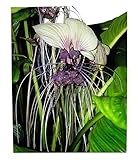 30 Samen Weiße Fledermausblume'White-Bat-Flower' - Tacca integrifolia Teufelsblume