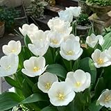 10 Pcs Tulpenzwiebeln Winterhart Mehrjährig - Tulipa Gesneriana - Tulpen Zwiebeln, Winterharte Pflanzen Für Garten, Balkonblumen Tulpenzwiebel, Blumenzwiebeln Tulpen, Nachhaltige Geschenke