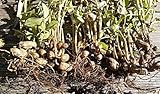 Arachis hypogaea Samen, keimfähige Erdnuss Samen, keimgetestet (10 Samen)