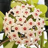 Hoya Pflanze Samen, wachsblume samen, pflanzensamen，langer Blütezeit für eine samen anzucht，fensterbank deko pflanzen garten，deko wohnzimmer modern geschenke für 450pcs