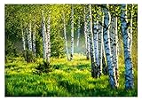 WallArena - Vlies Fototapete Birkenwald Wald Birken Sonne...