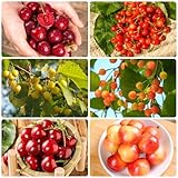 40 Pcs Kirschbaum Samen, Baum Deko Obst, Nachhaltige Geschenke Kirschsamen - Prunus - Bio Saatgut, Alte Sorten Saatgut Frisches Obst Deko Wohnzimmer Sapote Frucht, Winterharte Kübelpflanzen