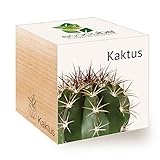 Feel Green Ecocube Kaktus, Nachhaltige Geschenkidee (100%...