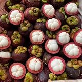 mangostansamen - winterharte bio alte sorten exotische balkon 3pcs