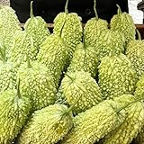 100 pcs Bitter Gourd Samen kletterpflanzen winterhart, saatgut gemüse Bittermelone Samen- Momordica charantia samen gemüse, hochbeet wintergemüse pflanzen kaufen kräuter pflanzen bonsai