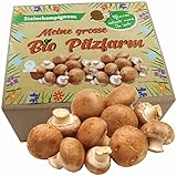 XXL Bio Steinchampignon 10 kg große Kultur, Komplettes Pilzzuchtset für die eigene Pilzzucht