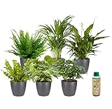 vdvelde.com - Ecoworld Grüne Zimmerpflanzen Echt - 6er Set Pflegeleicht und Luftreinigende Grünpflanzen - Wenig Licht Benötigt - Mit übertopf und Zimmerpflanzen Dünger - Topf Ø12 / Höhe 40 cm