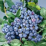 Heidelbeere 'Bluecrop', 4er-Set, Höhe 40-60 cm, Topf 5 Liter