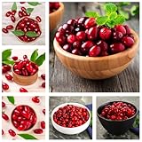 kornelkirsche pflanze kaufen samen bio saatgut winterharte balkonpflanzen schattenpflanzen garten pflanzen winterharte zimmerpflanze wiesenblumen pflanzen für draußen winterhart 250pcs