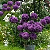 10 pcs Allium Zwiebeln, Allium Pflanze, Bloom Garden Frühlingsblüher Zwiebeln Zierlauch Zwiebeln, Riesenlauch, blumenzwiebeln kaufen stauden winterhart blumenzwiebeln mehrjährig winterhart